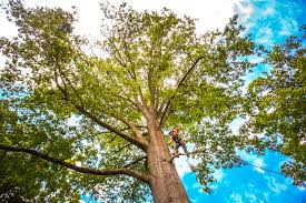 Best Palm Tree Trimming  in Kekoskee, WI